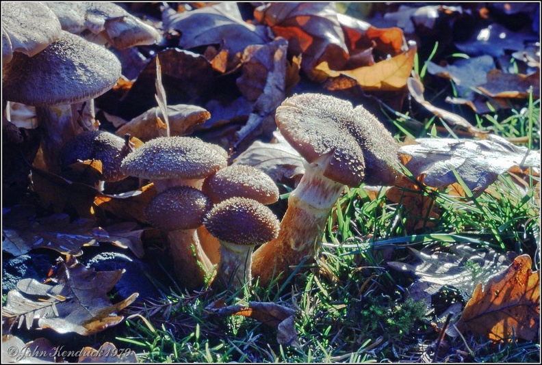 Koda_1979-12_04_Fungi.jpg