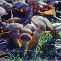 Koda_1979-12_04_Fungi.jpg