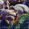 Koda_1979-12_05_Fungi.jpg