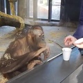 Orangutan_finds_magic_trick_hilarious.mp4