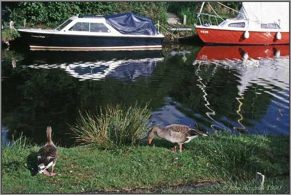 03 Geese and Boats Norfolk Broads