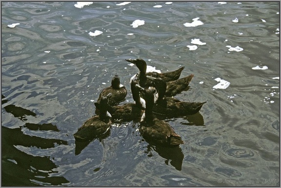 05 Norfolk Broads Ducks