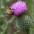 Bee on Thistle 2