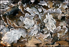 5.028 Frosty Oak Leaves