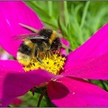 Bumble Bee (2)