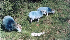 5.094 Blue Sheep