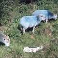 5.094 Blue Sheep