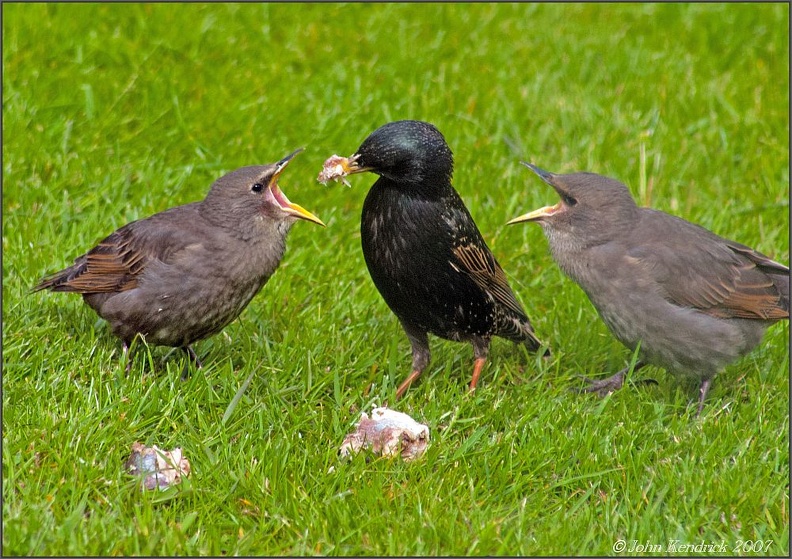 Feeding time for the young starlings