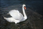 6.094 White Swan