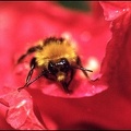 5.184 Bee on Poppy+wm+bdr_1000w.jpg
