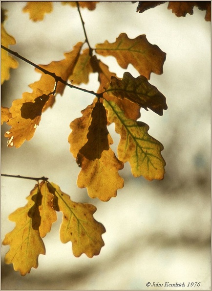 5.030 Oak Leaves+wm+bdr_1000h.jpg
