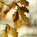 5.030 Oak Leaves+wm+bdr_1000h.jpg