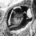 Fox in Tree Trunk (mono)+w1000w.jpg