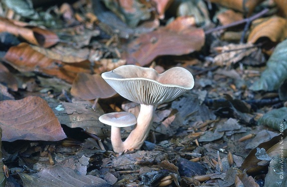 04 Fungi - For identification