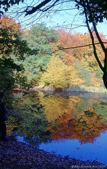 01 Epping Forest Reflections