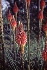 1.026 Red Hot Pokers