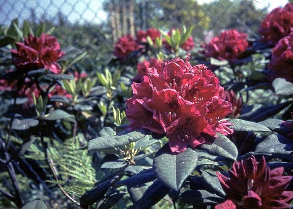 1.045 Rhodedendron