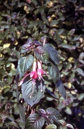 1.046 Fuscia