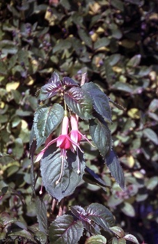 1.046 Fuscia