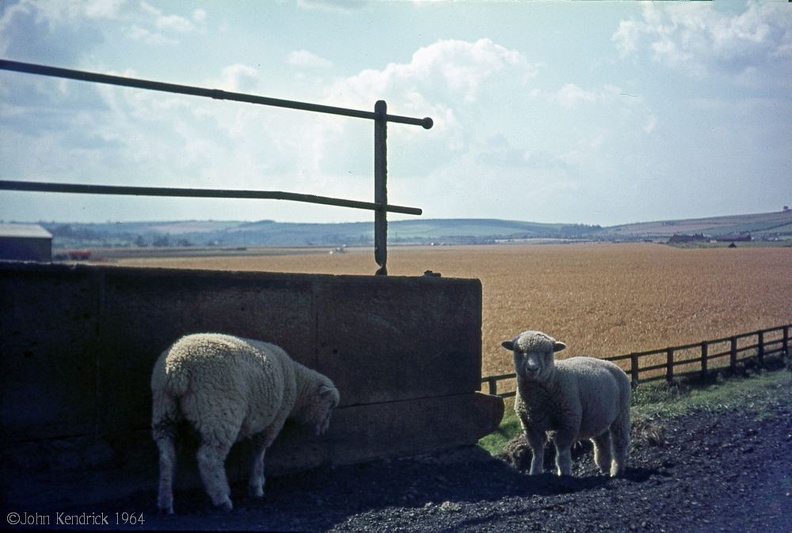 1.059 Sheep at Staithes Aug64 CT18_1000.jpg