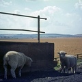 1.059 Sheep at Staithes Aug64 CT18_1000.jpg