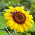 Scarb-June97c-25-Sunflower_1200w.jpg
