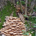 A Feast of Fungii (for identification)