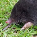 Mole Eating Worm