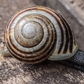 K1__0948dng2_Snail Shell Logarithmic Spiral_1000.jpg
