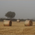 Autumn Harvest - Foggy