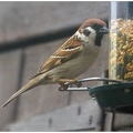 Tree Sparrow (male)