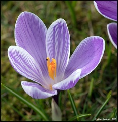 Crocus with Insect