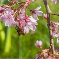 Bee & Blossom