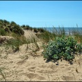 Sea Holly on the Sand Dunes
