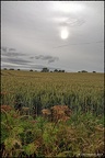 Wheat Field, Scalby
