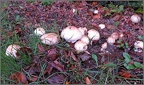 Fungi (for identification)