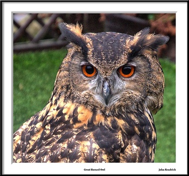 Great Horned Owl