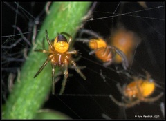 Spiderlings