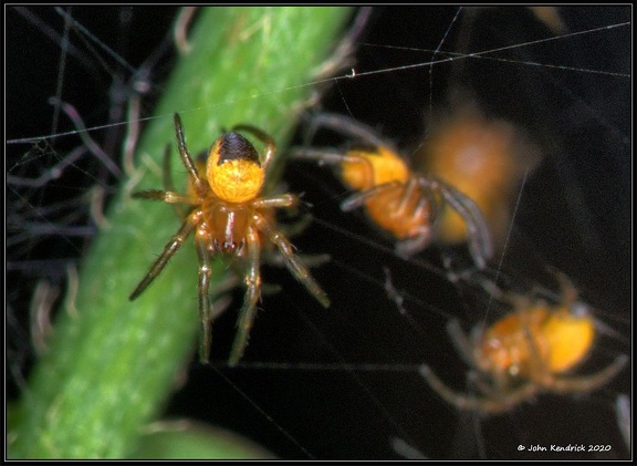Spiderlings
