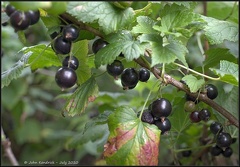 Blackcurrants