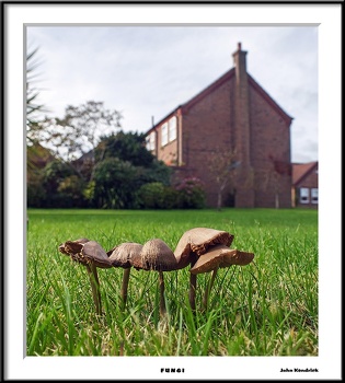 Fungi