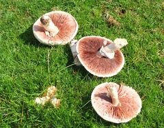 Good to Eat?  Or Not?