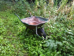 Abandoned Wheelbarrow