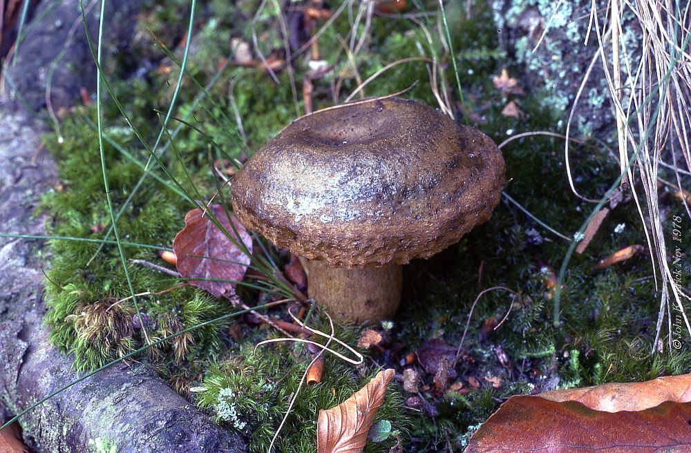 16 Fungi - For identification